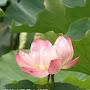 @flower-n6j