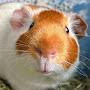 @Sofitheguineapiglover