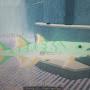 @F1sch-master-e3r