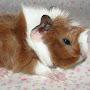 @PlanetaryGuineaPig