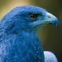 @Goldenblueeagle