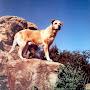 @oldyellerschannel4676