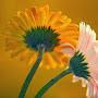 @cdaisyconcierge983