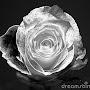 @metallic58roses