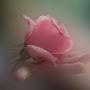 @floraflora1909