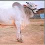 @nagarajubalaraju9820
