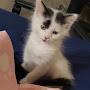 @Maniccatmom