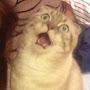 @i.m-cat
