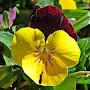 @pansy3176