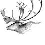 @det.caribou7405