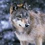 @Wolf-Scratch
