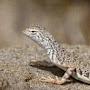@a_random_lizard