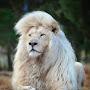 @whitelion3800