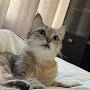 @silky_paws_of_tisha