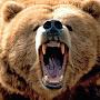 @grumpybear4257