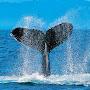 @superancientmariner1394