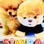 @cuttestpomeraniansimbafrie2600