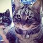 @KOSMOS_CatBayun