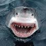 @Shark-ni7dn