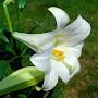@aure3052
