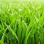 @grass455