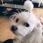 @별냥이-n5b