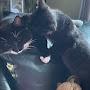 @Midnightandthecatsfamily