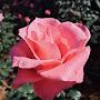 @9fortu8laca