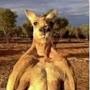 @KangarooDailyLife
