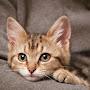 @teacher.bg-english