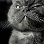 @VECHNOMOLODOY...