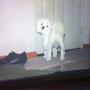 @SummerDog
