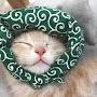 @catmuz1545