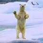 @PolarBear-rc4ks