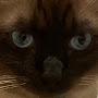 @Catsandlegolover7461