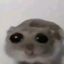 @cactusek4
