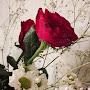 @merimerve9759