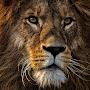 @gameplayer5916A