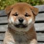 @吾輩は柴犬