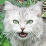 @lovecats9188