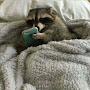 @trashpanda9615