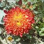 @asomorswaliupasana5701