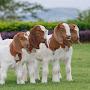 @Kohat.Goat.Farm-777