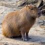 @ilovecapybaraanimals9411