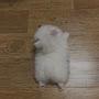 @루덴쓰-r5w4w
