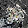 @Comet_TheTherian894