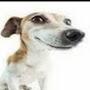 @My-dawg