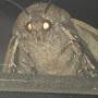 @Moth-Lamp