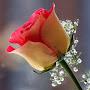 @ayeshaali6462