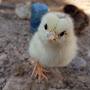 @Baby_chicken
